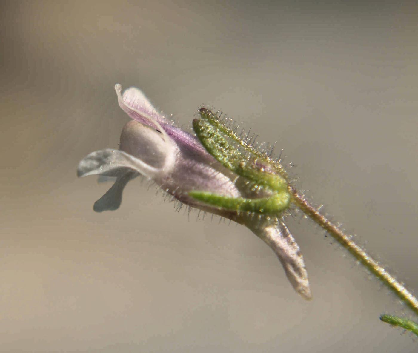 Toadflax, Small flower